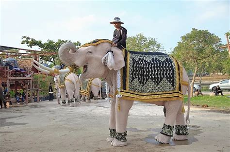 Welcome to Thailand, the Enchanting Land of White Elephants!.